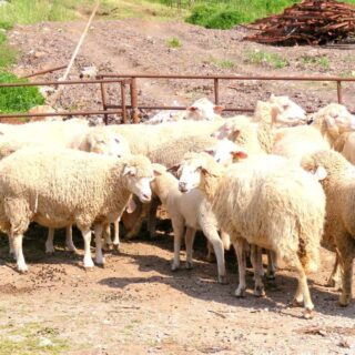 A flock of sheep gathered in a pen.