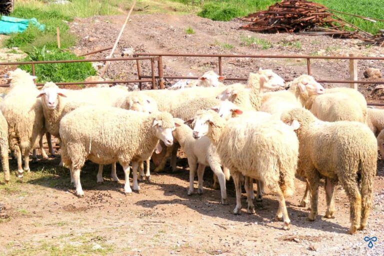 A flock of sheep gathered in a pen.
