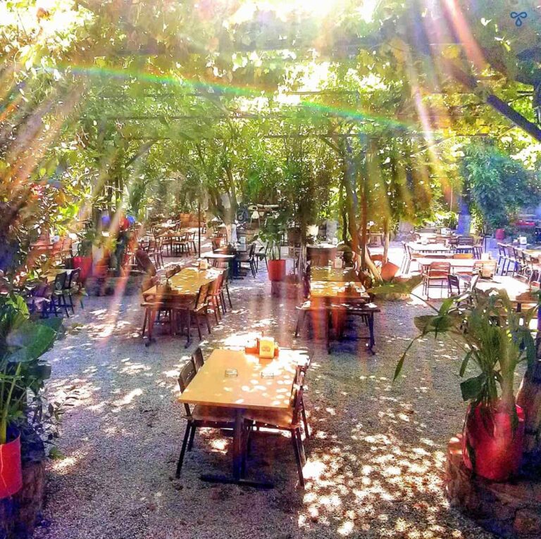 Wooden tables and chairs on gravel ground shaded by overhead vines with the sun breaking through.