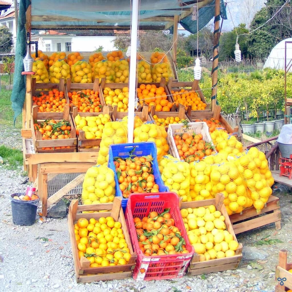 Oranges and lemons for sale stacked in open boxes on a roadside market stall.