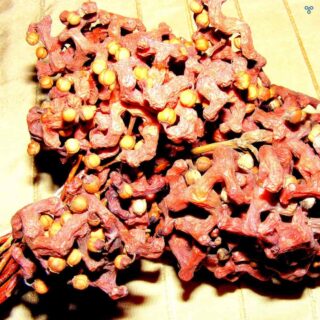 Mangled brown shape resembling tangled twigs with light seeds on the end.