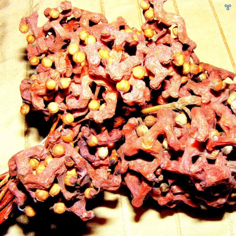 Mangled brown shape resembling tangled twigs with light seeds on the end.