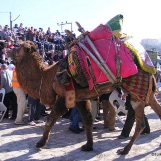 Camel Wrestling, Turkey
