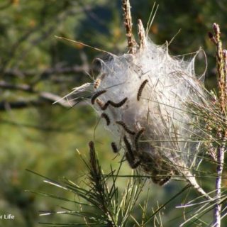 Processionary Caterpillars
