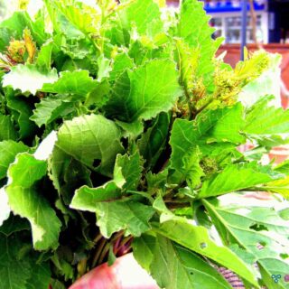 a bouquet of green wild radish leaves. Some stems have gone into bloom.