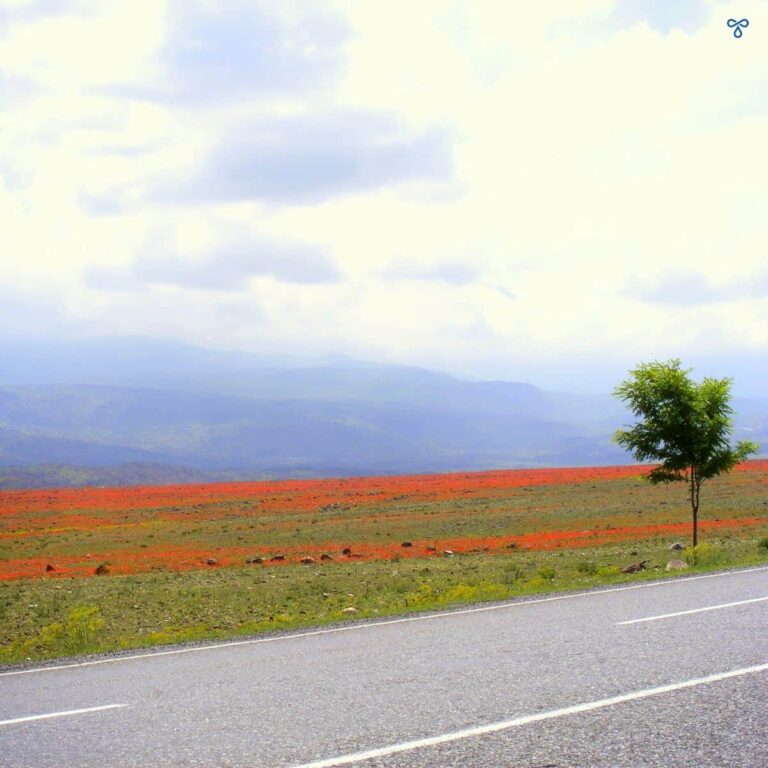 a vast landscape of red poppies. A lone tree is to the right of the shot.