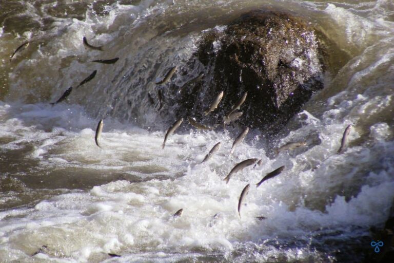 Pearl mullet fish flying above the rapids to swim upstream