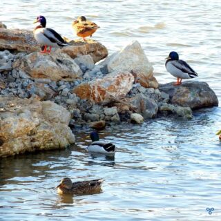 Ducks resting on a rocky promontory. Four ducks swim nearby.