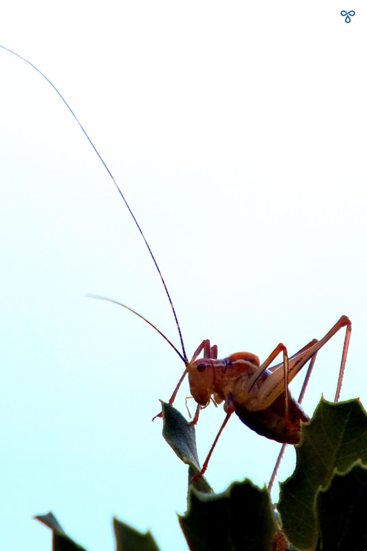 A close up of a grasshopper on a shrub.