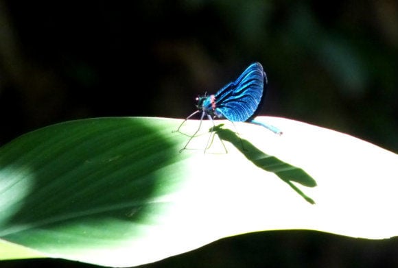 Yuvarlakçay Dragonfly Dragonfly at Yuvarlakçay