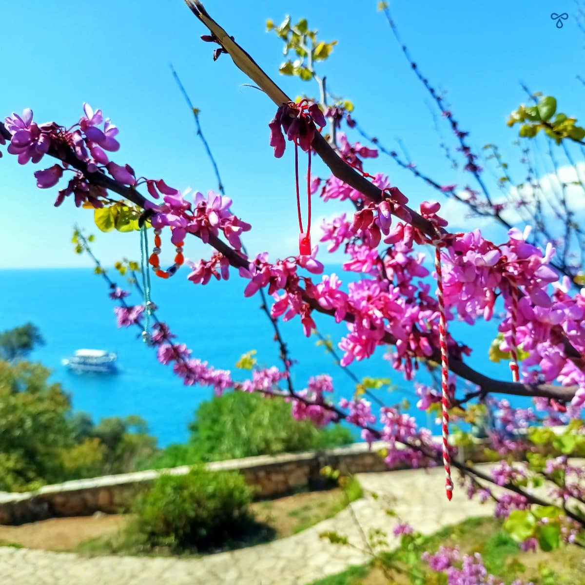 A close up of a Judas tree with its purple blossoms and the Mediterranean Sea in the background.