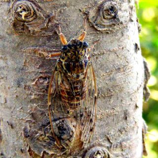 Cicada insect on a tree bark