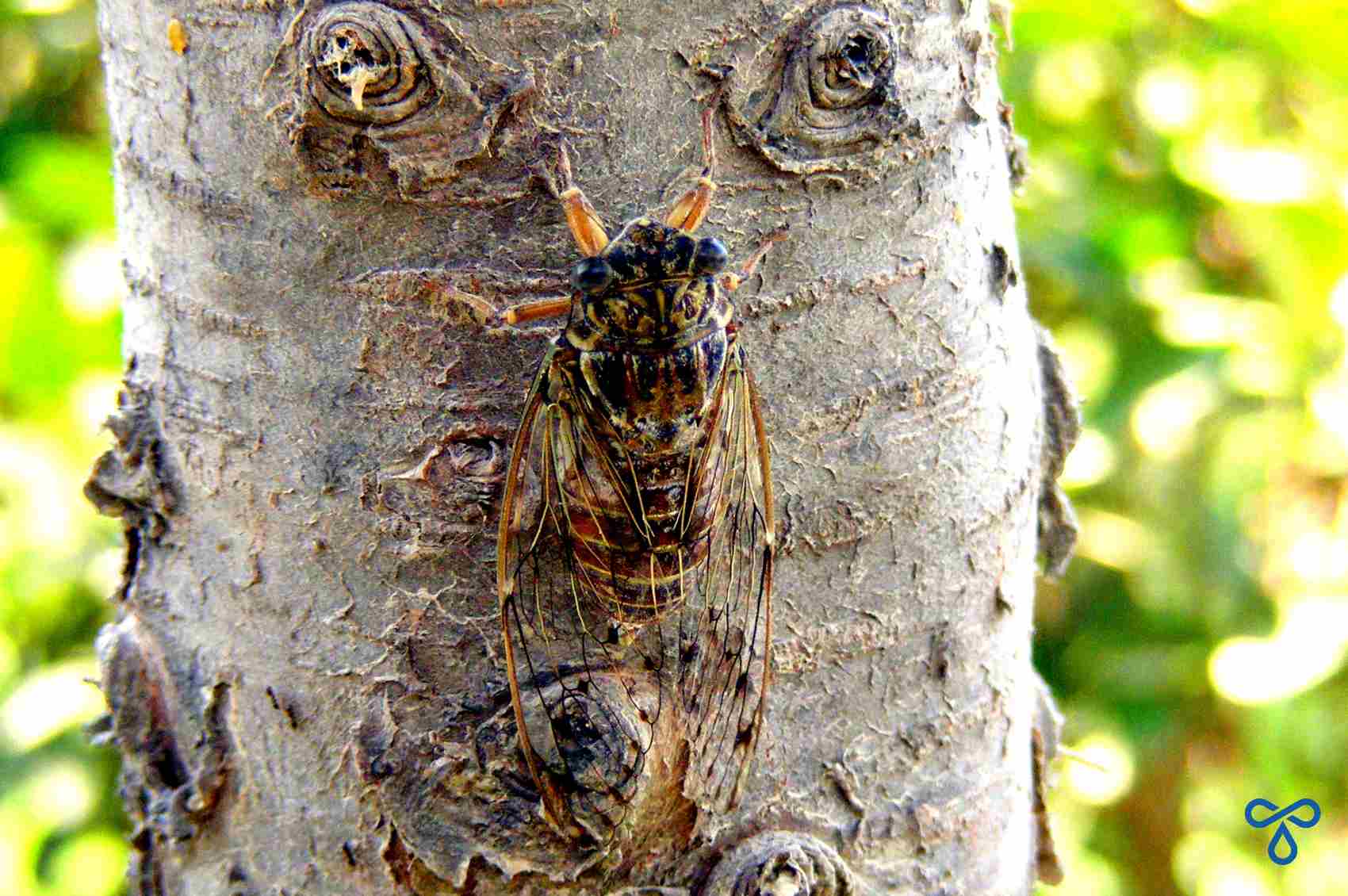 Cicadas The Sound Of The Turkish Summer Turkey s For Life
