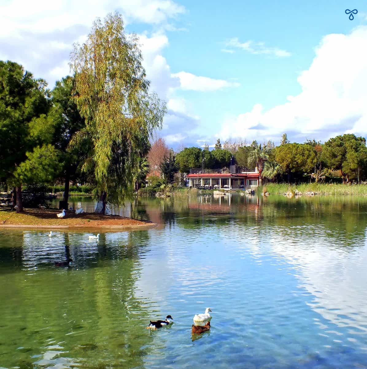 A large duck pond with trees in the background. 