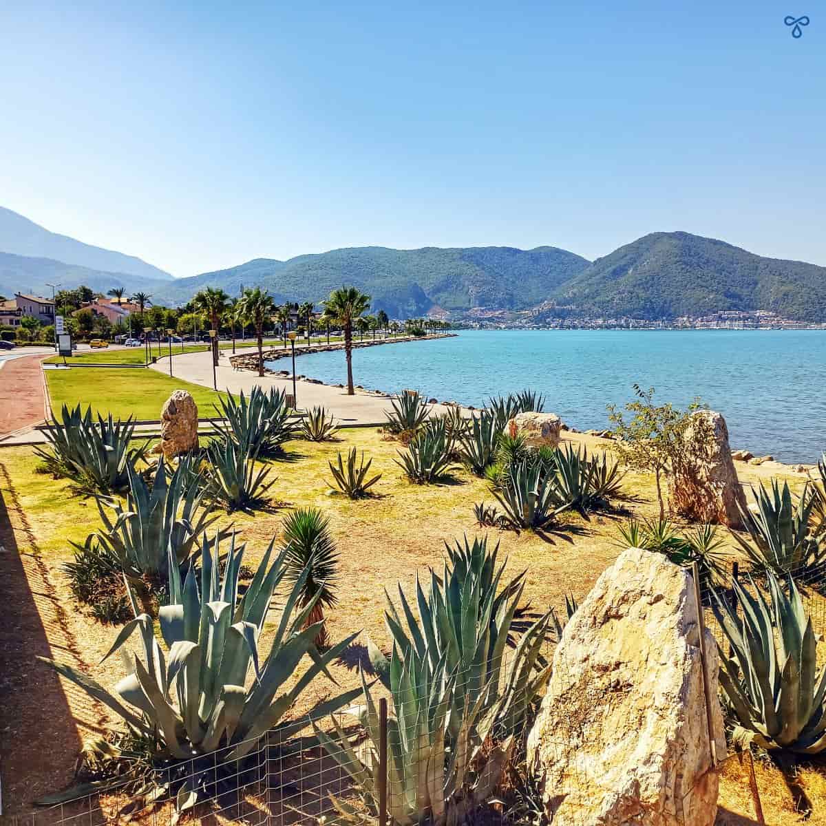 Huge yucca plants along Fethiye harbour. The sea and forested hillside are in the background.