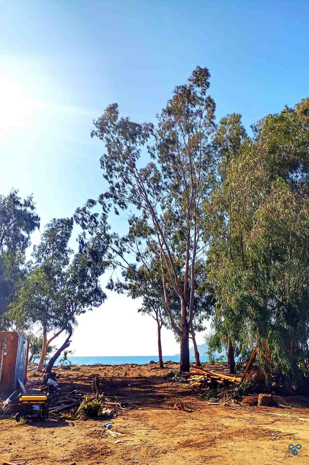 Tall trees growing on the beach at Koca Çalış. The sea is in the distance.