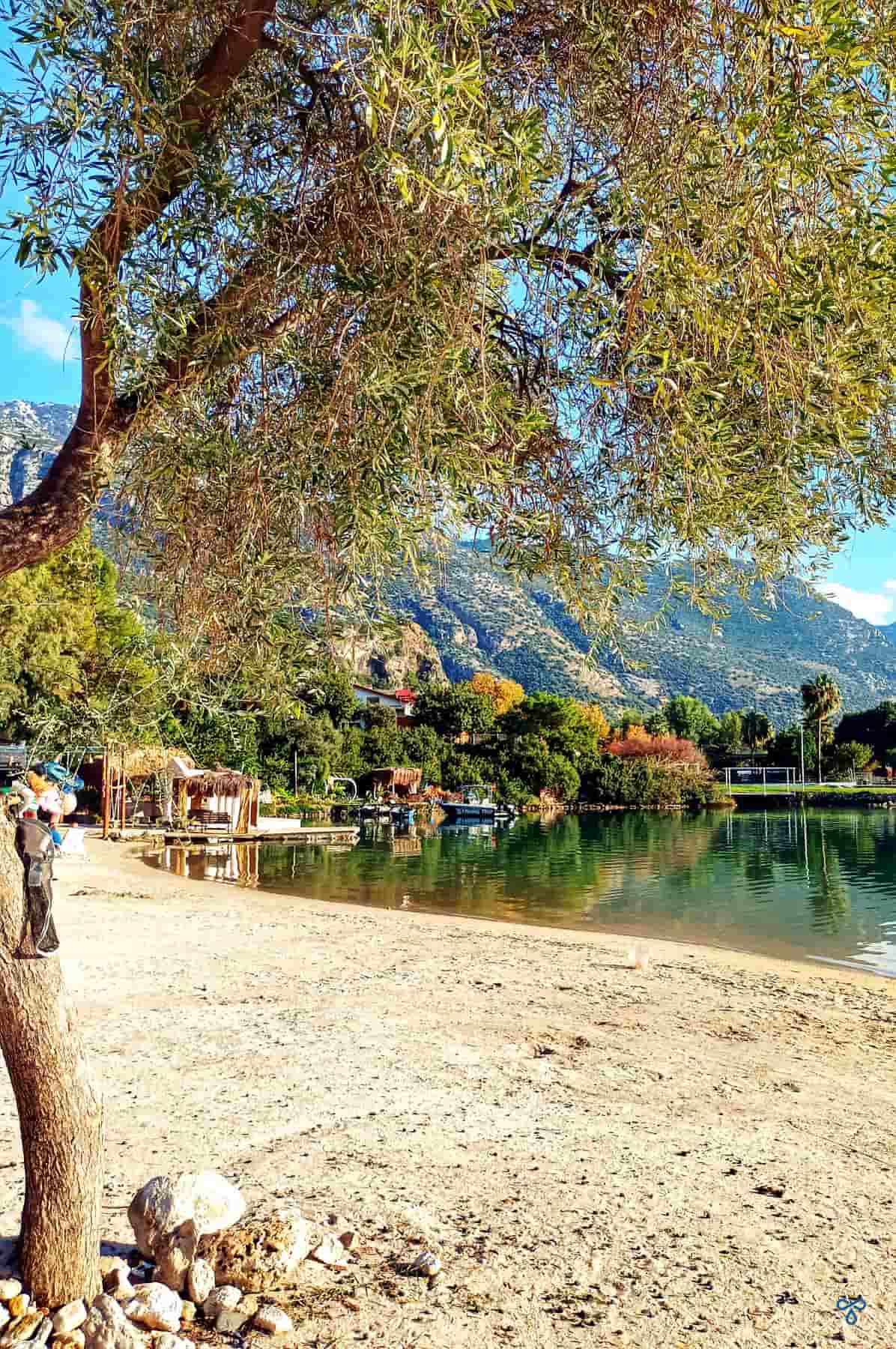 A flat, sandy beach with a very still sea at Ölüdeniz. A tree is in the foreground and the bay curves in the background, backed by pine clad mountain.
