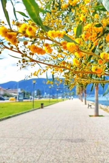 A close up of overhanging mimosa along Fethiye harbour.