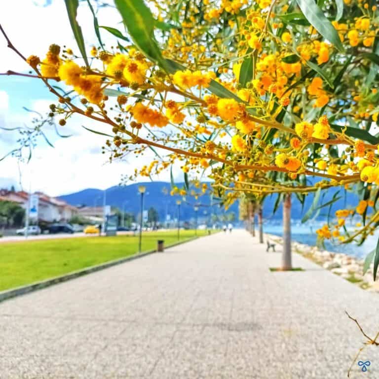 A close up of overhanging mimosa along Fethiye harbour.