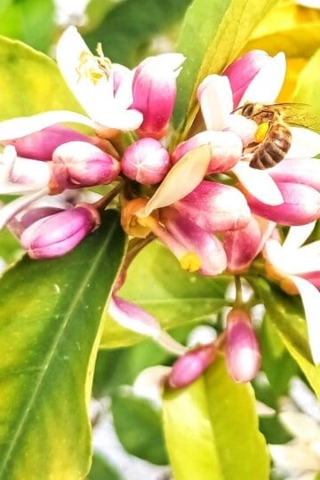 White and purple lemon blossom with a honey bee feeding from one of the flowers.