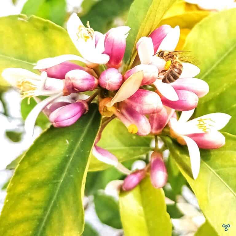 White and purple lemon blossom with a honey bee feeding from one of the flowers.