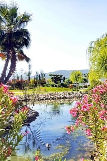 Pink oleander and a palm tree frame either side of a pond. A duck is swimming in the pond.