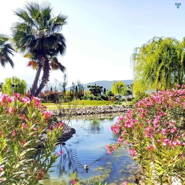 Pink oleander and a palm tree frame either side of a pond. A duck is swimming in the pond.