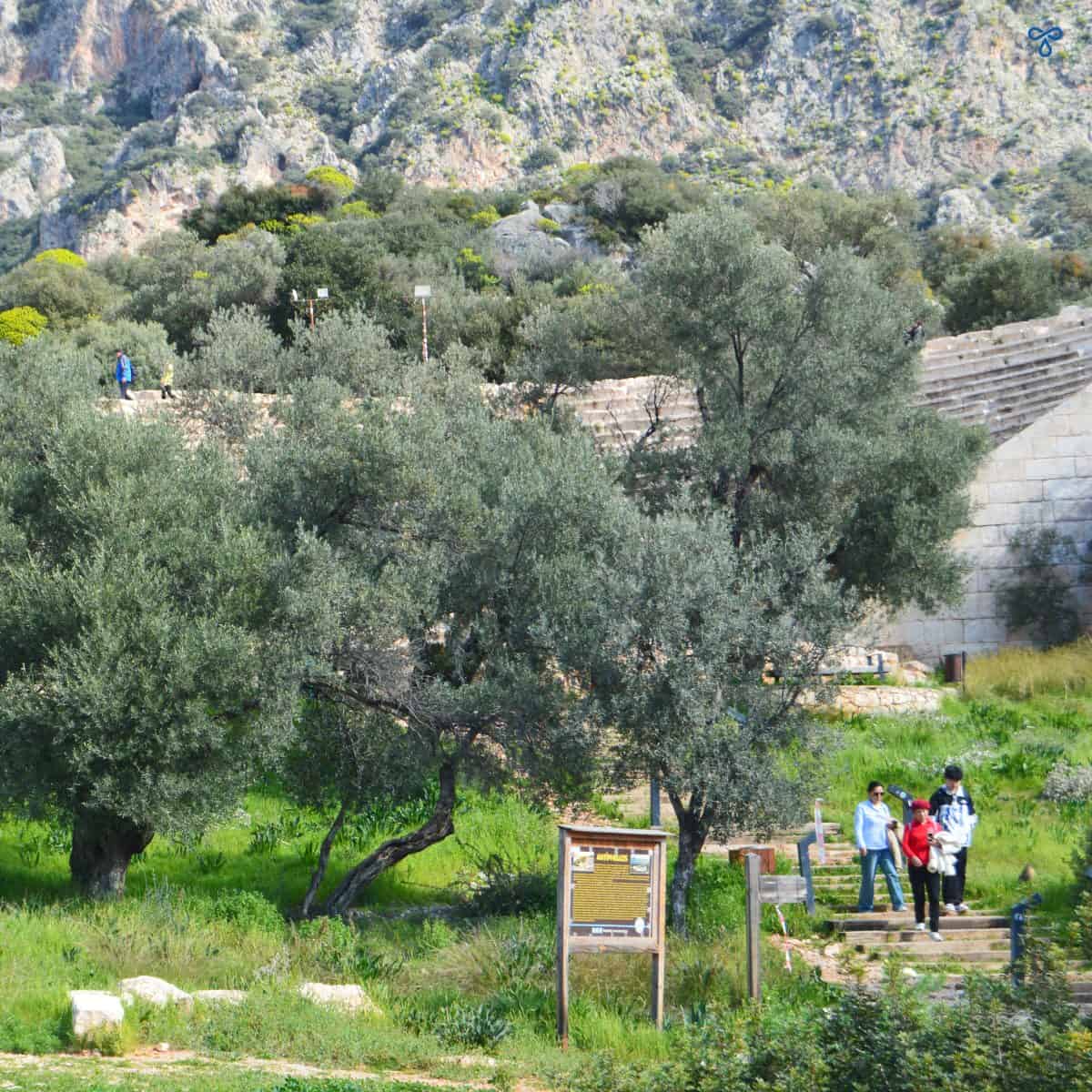 Ancient Antiphellos Theatre in Kaş, partially obscured by olive trees.
