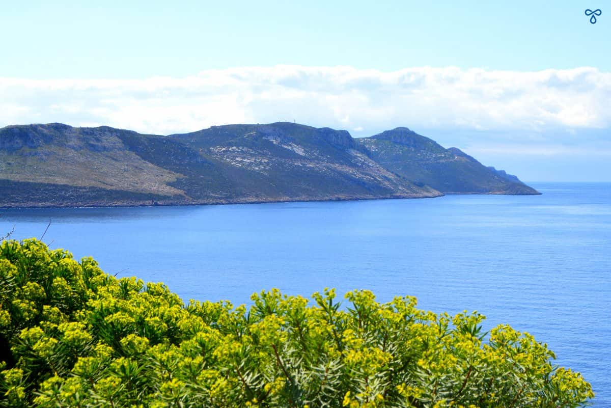 Looking over yellow shrubs and the sea to part of the Greek island of Meis.