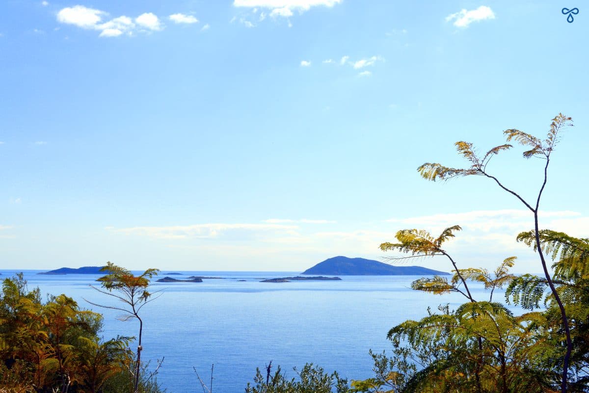Looking over the sea to islets through wild foliage.