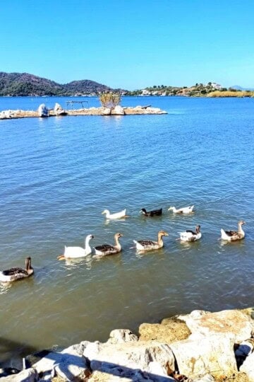 Geese swimming in the sea at Duck Island in Fethiye