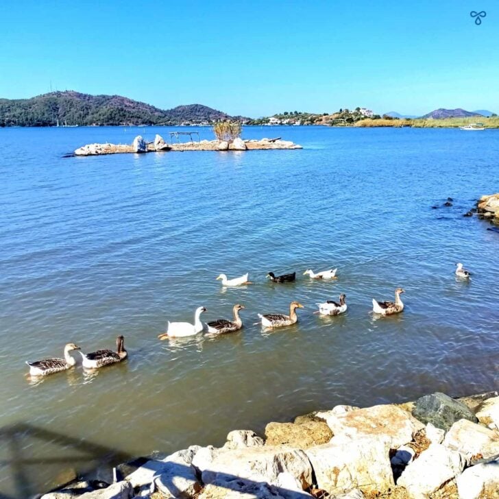Geese swimming in the sea at Duck Island in Fethiye