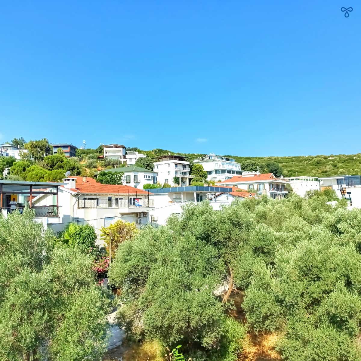 A view of the top floor of whitewashed houses peeping out above olive trees on a hillside.