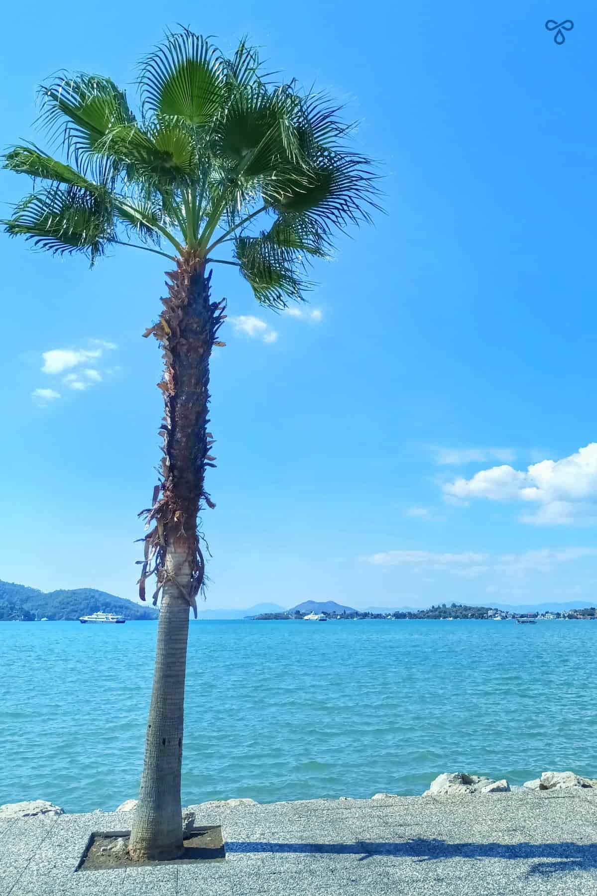 A tall palm tree along Fethiye harbour with a charred stem.